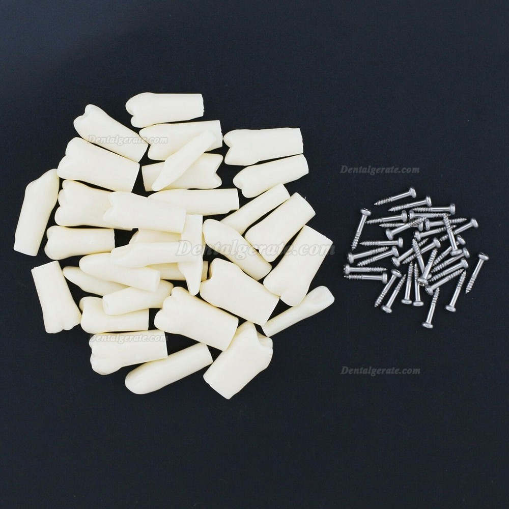 Dental Z&auml;hne Modell Typodont M8024/M8025 Kompatibel Nissin Kilgore 200